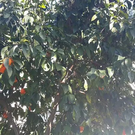 Marvel غوفرجينليك