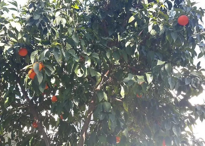 Marvel Guvercinlik (Bodrum)